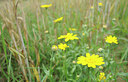 BUITEN BEELD Foto: 99104