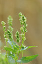 BUITEN BEELD Foto: 99122
