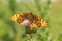 BUITEN BEELD Foto: 99235