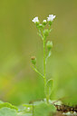 BUITEN BEELD Foto: 99253