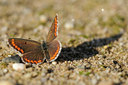BUITEN BEELD Foto: 99296