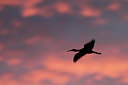 BUITEN BEELD Foto: 99318