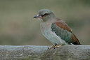 BUITEN BEELD Foto: 99511