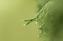 BUITEN BEELD Foto: 99528
