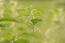 BUITEN BEELD Foto: 99586