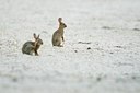 BUITEN BEELD Foto: 99639