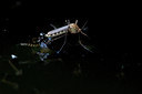 BUITEN BEELD Foto: 99849