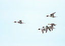 BUITEN BEELD Foto: 99862