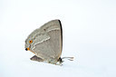 BUITEN BEELD Foto: 99899