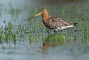 BUITEN BEELD Foto: 99920