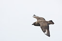 BUITEN BEELD Foto: 99965