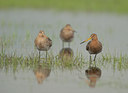 BUITEN BEELD Foto: 99983