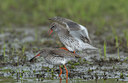 BUITEN BEELD Foto: 99986