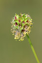 BUITEN BEELD Foto: 100006