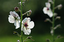 BUITEN BEELD Foto: 100027