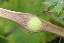 BUITEN BEELD Foto: 100033