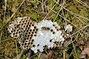 BUITEN BEELD Foto: 100071