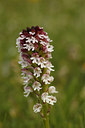 BUITEN BEELD Foto: 100166
