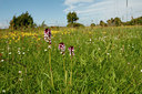 BUITEN BEELD Foto: 100171
