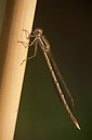 BUITEN BEELD Foto: 100180