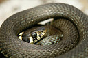 BUITEN BEELD Foto: 100211