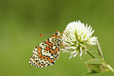 BUITEN BEELD Foto: 100218