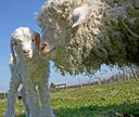 BUITEN BEELD Foto: 100236