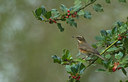 BUITEN BEELD Foto: 100369