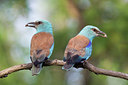 BUITEN BEELD Foto: 100389