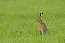 BUITEN BEELD Foto: 100419