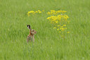 BUITEN BEELD Foto: 100420