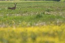 BUITEN BEELD Foto: 100462