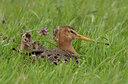 BUITEN BEELD Foto: 100714