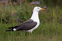 BUITEN BEELD Foto: 100751