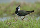 BUITEN BEELD Foto: 100797