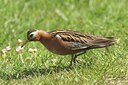 BUITEN BEELD Foto: 100854