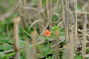 BUITEN BEELD Foto: 100997