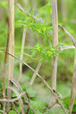 BUITEN BEELD Foto: 100999