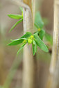 BUITEN BEELD Foto: 101002