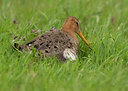 BUITEN BEELD Foto: 101022