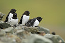 BUITEN BEELD Foto: 101055