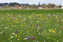BUITEN BEELD Foto: 101126