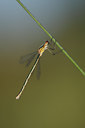 BUITEN BEELD Foto: 101276