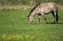 BUITEN BEELD Foto: 101279