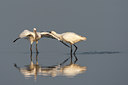 BUITEN BEELD Foto: 101288
