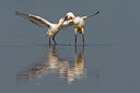 BUITEN BEELD Foto: 101289