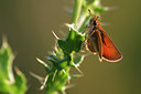 BUITEN BEELD Foto: 101302