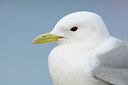 BUITEN BEELD Foto: 101362
