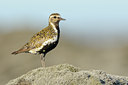 BUITEN BEELD Foto: 101406