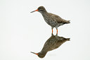 BUITEN BEELD Foto: 101475